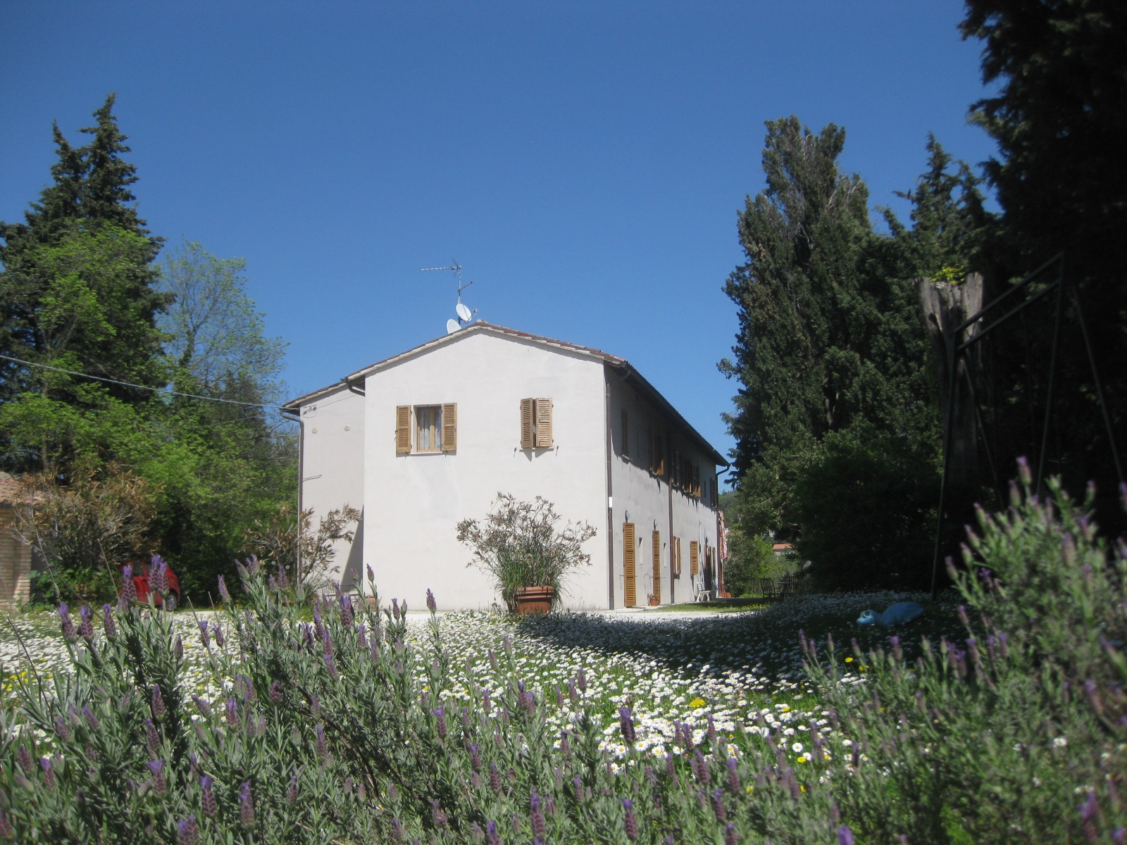 mainardi3-lavanda